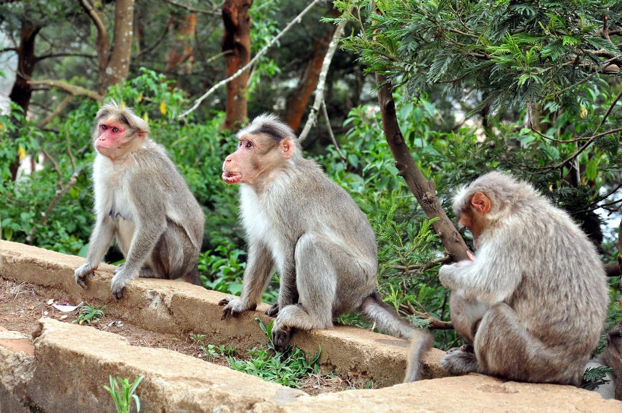 Hotel City Palace Ooty Dış mekan fotoğraf